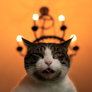 Se fossi un gatto reagirei così al Natale - Attribuzione foto